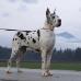 MultiCH, CH Slovakia, CH Hungary, CH Croatia Flo-Jo From Valvasor's Land