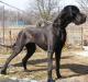 CAC, R.CAC,  CACIB Rebel-N della Baia Azzurra