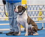 GunSlinger's Kennels Furious Hail of Lead