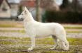 Joy Queen Jack & Jully Royal Kennel