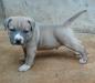 COMANCHE AMSTAFF DO JERIVA