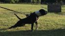 Outlaw American Bulldogs 50 Cent