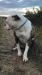Outlaw American Bulldogs Missy Elliott