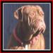  Sullivan's Sasha