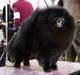 BOSS GCh. Nordic Vision's Mystical Charm