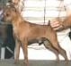 BISA/BISS Am Ch /MPCA Hall of Fame Sire Elan's Shiloh V Whithouse