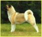  Torazo's Fyreproof Pearl Mitchell