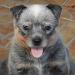 XENA BLUE HEELER'S SELIVON