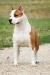 MULTI.CH.INTER.CH. CLUB WINNER Tera Long Step