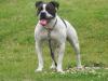 Kirkham's Kalli