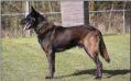  Halden NPA detection Dog