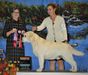 MLD GCH, AKC/RUS/UKR/LT/MLD/CZ/RO/INT'L CH, UKR/MLD JCH Lab'SPB Yu-Piter
