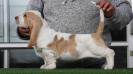 Bassefied Eben