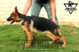 Kia Vom Guard Team