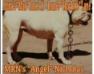 MRN ANGEL(OSB)