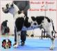 SVK CH, HUN Jr. CH Parodie De'Amour Of Austria Great Stars