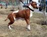  Golden Heart Winner Melodiay Zhemchuzheni