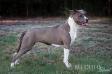 LT, BY JCH  LT, BY, LV CH Bu Dulis Aqua Princess Ariel