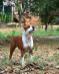 Guta Amstaff Bantim