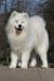  Smiling Snowball Mount Fuji