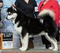 Am GCH CH Odin God of War (Martinez) Mexico