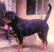  Lilly of divine kennels