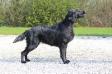 C.I.B, C.I.E,JCH RUS,CH RUS,CH RKF,CH LT, CH PL, CH LV VERON VELVET GLAM PRINCESS
