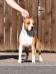 <span style="color: darkred">SKCH, HJCH, 7xCAC,4XCACIB,2xR.CACIB,BOB,BOS,CACJ</span> GoodHunting Gotham's Blonde Prince