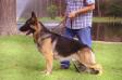 GCH CH Schustar's Cooper V Merci