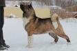 RUS/RKF CH, RUS JCH Beautiful Angel Iz Goroda Sveta