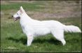 Cai-Shen av White Arctic Mist