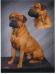 Am CH Ruff's Mistyk'l Yankee Doodle Dandy