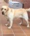 Canis Amicus Jerry