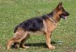 TUNDRA HERZ WOLF RITTER UA