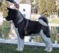 INT'L/SLO/GER CH Mamoru Elektra With Ruthdales