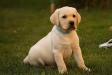 Canis Amicus Hiqua