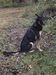  Dargo