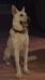  Olive The Great