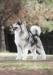 MULT. BIS, GR.CH, CH.INT, MULT.CH. AQUILES HEAVENKINGDOM