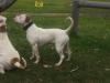 Pedigree American Bulldogs Australia Mississippi