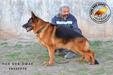  PASCAL VON DER KOCAELİ