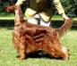 WORLD WINNER GR CH ARG CH URU CH LAT INT Meadowlark's Last Passions Hunter