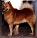 CAN CH Jayenn's Firebrand Finn