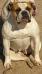 World ReNowned American Bulldog's Miss Piggy