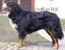 CH, GR CH Teodor Sennenhund Rossii