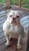 CARTER'S DOTTIE GIRL OF D.A.B.