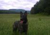 Delayna Von Haus Professional K-9 Guardians