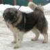 Polyn Iz Stolitsy Sibiri (RUS)