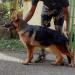Camira vom Barrack