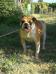  Dream House's Diamante of Venezia's Kennel